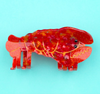 Homard